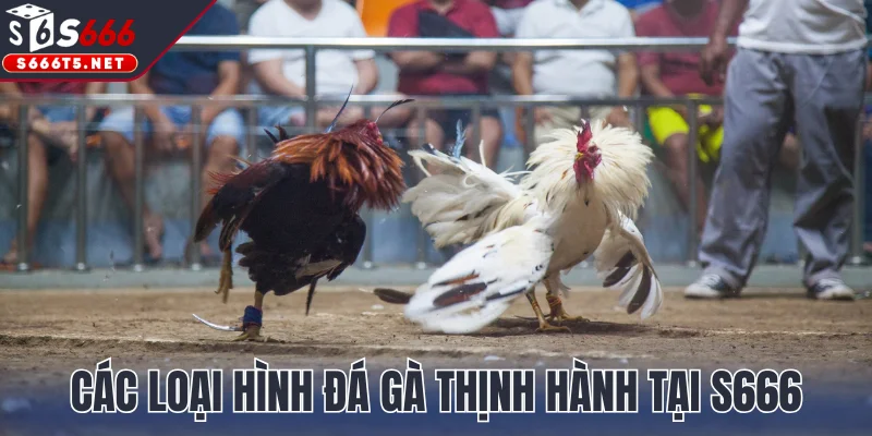 Các loại hình đá gà thịnh hành tại hệ thống S666
