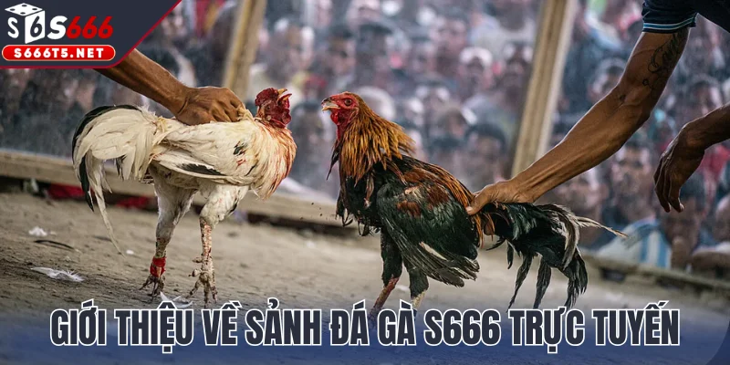 Giới thiệu về sảnh đá gà S666 trực tuyến hiện nay