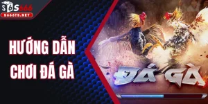 Hướng Dẫn Chơi Đá Gà