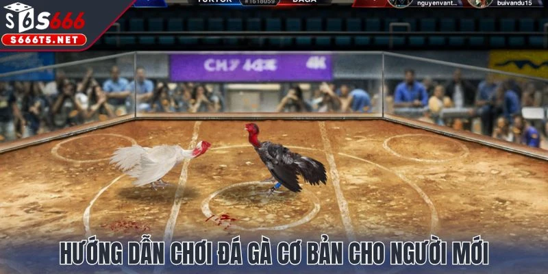 Hướng dẫn chơi đá gà cơ bản cho người mới