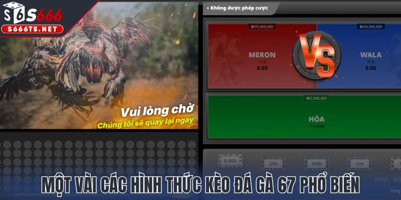 Một vài các hình thức kèo đá gà 67 phổ biến