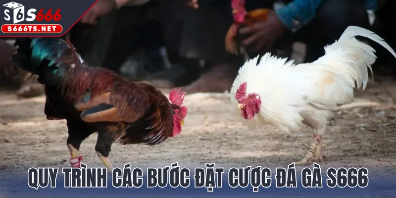 Quy trình các bước đặt cược đá gà S666 trực tuyến