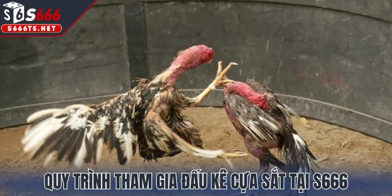 Quy trình tham gia đấu kê cựa sắt tại S666