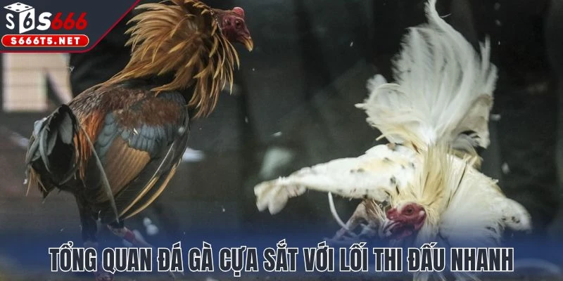 Tổng quan đá gà cựa sắt với lối thi đấu nhanh
